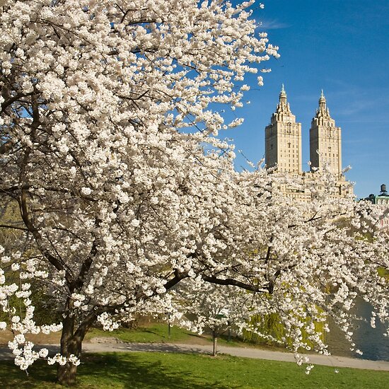 central park spring pictures. central park spring.