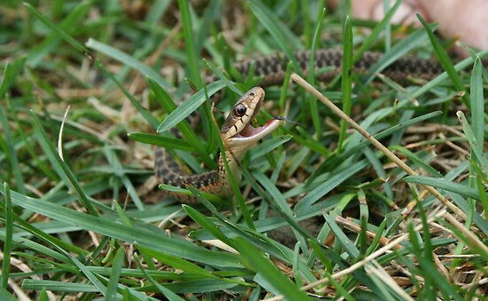 Garter Snake Facts. Giant+garter+snake+