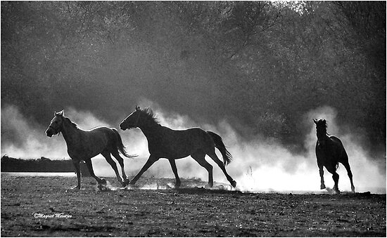 black and white pictures of horses. lack and white pictures of