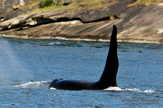 [Fiche d'identité] J1 ou Ruffles (R.I.P) Work.6038138.2.flat,550x550,075,f.ruffles-j-1-j-pod-southern-puget-sound-resident-orca