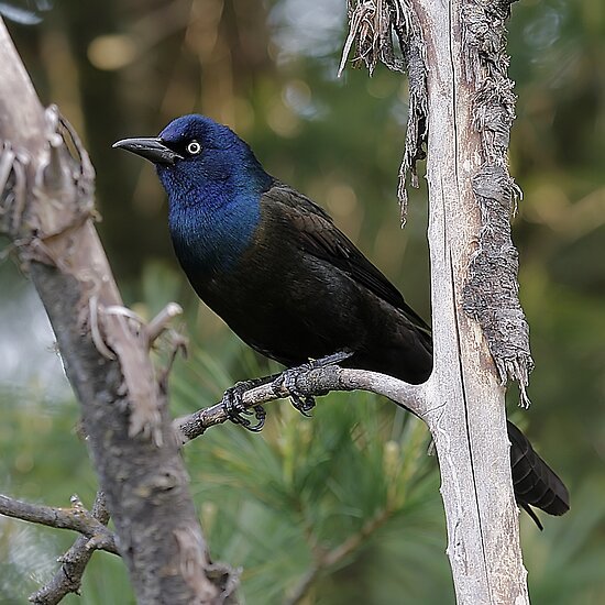 common grackle juvenile. makeup common grackle egg.