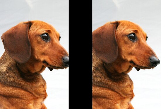 miniature black and tan dachshund. Miniature smooth red dachshund