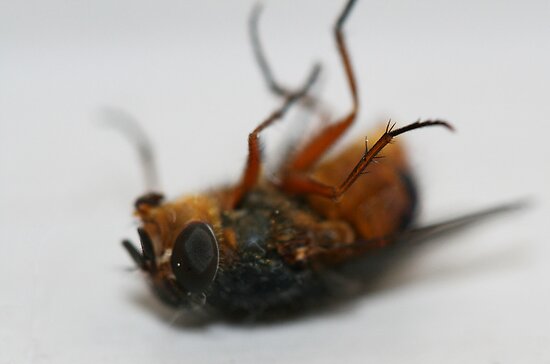 work.6145190.2.flat,550x550,075,f.dying-fly-macabre-close-up-shot.jpg