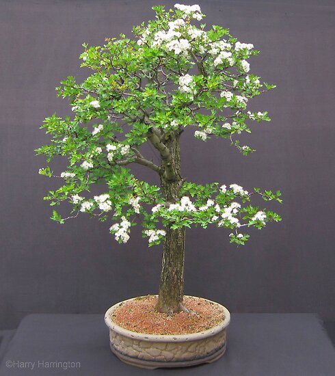 hawthorn tree. crusader hawthorn tree for