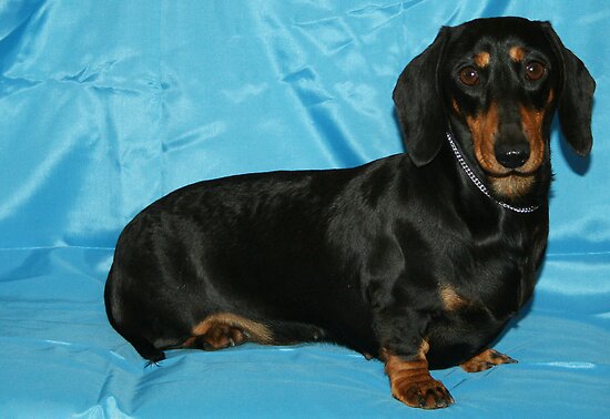 miniature black and tan dachshund. Betty - lack and tan