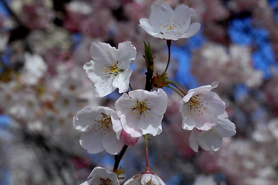 cherry blossom flower art. Cherry blossom flower by