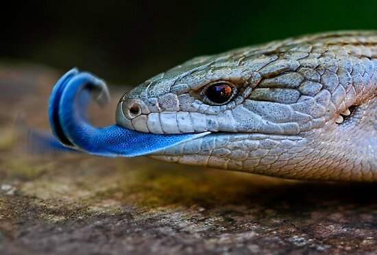  السحالـــي الــزرقــــاء اللسان Work.6312036.1.flat,550x550,075,f.blue-tongued-lizard-tiliqua-scincoides-scincoides