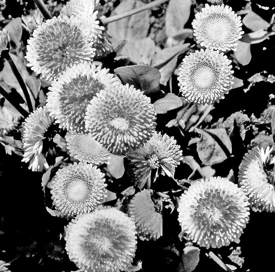 black and white pictures of flowers to print. Black and White St Albans