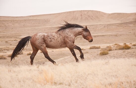 ~~~The Land Of The Natives.... Will You Help The tribe?~~~ Work.6544236.2.flat,550x550,075,f.wild-stallion-dance