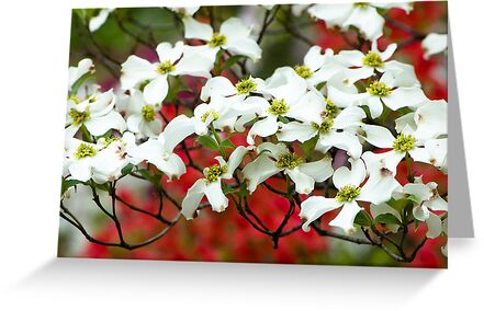 White+flowering+dogwood+shrub