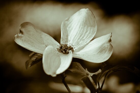 Dogwood+flower+tattoo