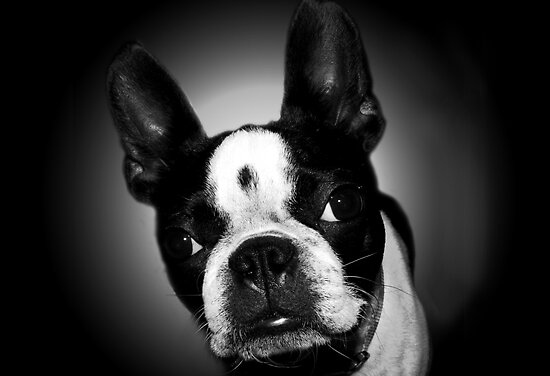 Boston Terrier by Marcia Rubin