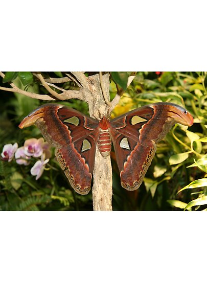 This is actualy the Atlas Moth and if memory serves this was about 6 inches 