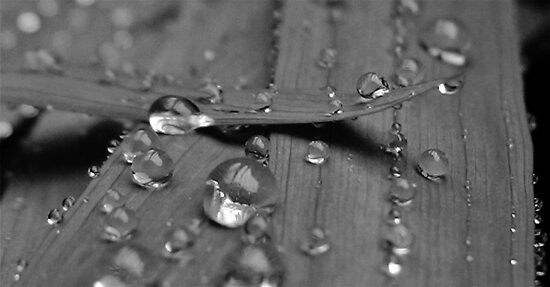 Black And White Rain. Black and white rain drops