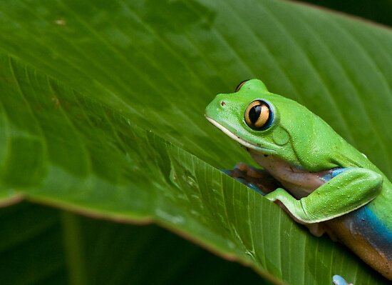 Pictures Of ْْ Green-Eyed Tree Frog - Free Green-Eyed Tree Frog pictures 