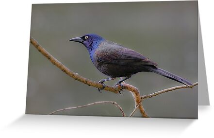 common grackle male. quot;Common Grackle (male)quot; Fine