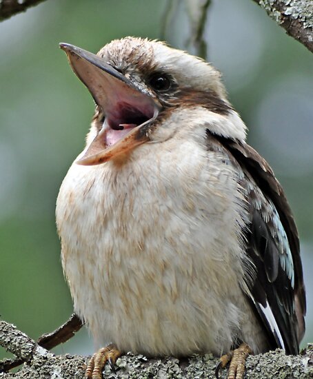 Pictures Of Laughing Kookaburra - Free Laughing Kookaburra pictures 