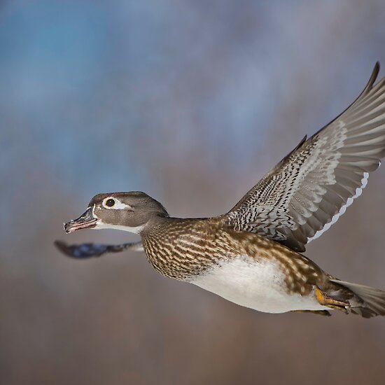 wood duck female. Flight of the Female Wood Duck
