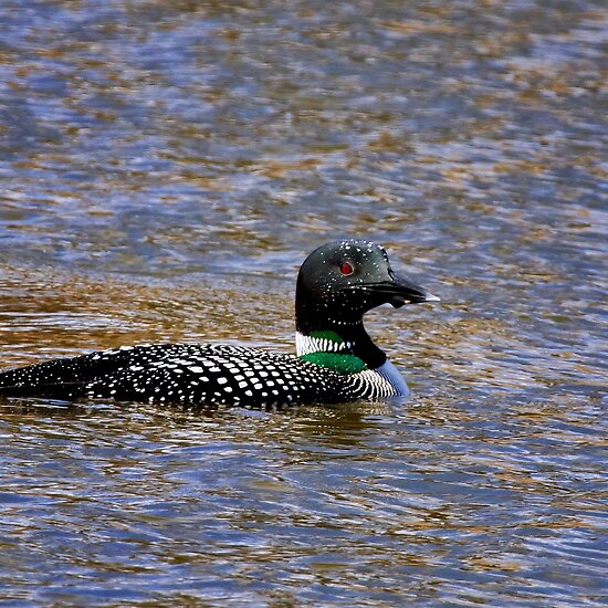 common loon feet. A Bit Looney - Common Loon by