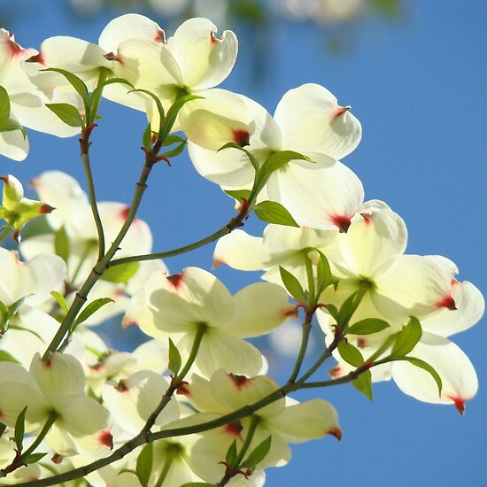 Dogwood+tree+flower+pictures