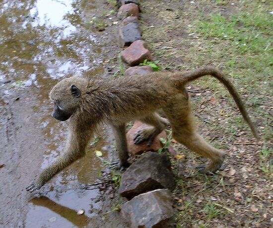 victoria falls zimbabwe. Wet Monkey, Victoria Falls,