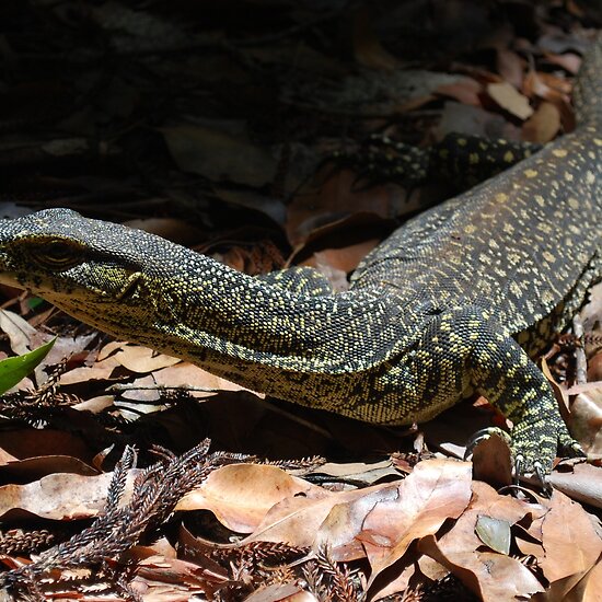 fraser island australia. Goanna - Fraser Island