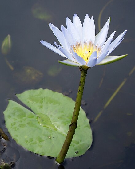 gold coast queensland. Water Lily - Gold Coast,