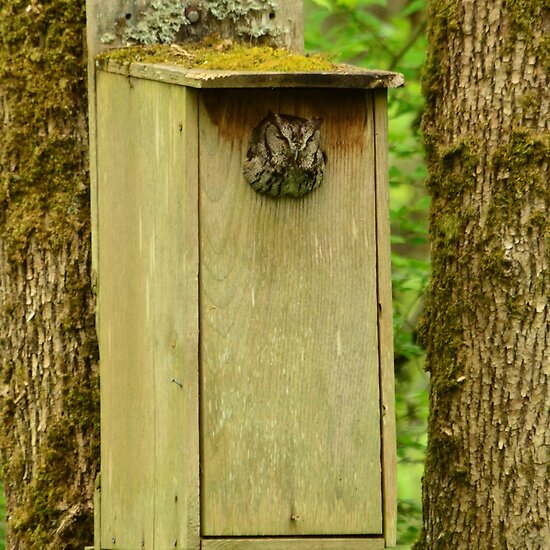 wood duck nest. Owl in Wood duck nesting