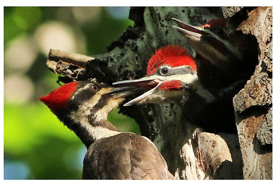 Pictures Of Pileated Woodpecker - Free Pileated Woodpecker pictures 
