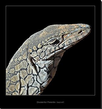 the perentie