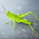a little green grasshopper by shnailiyo