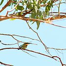 a beautiful kingfisher in windjana gorge by shnailiyo