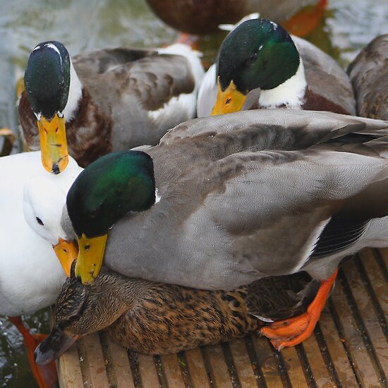 Love And Lust. Love or lust (Ducks) by