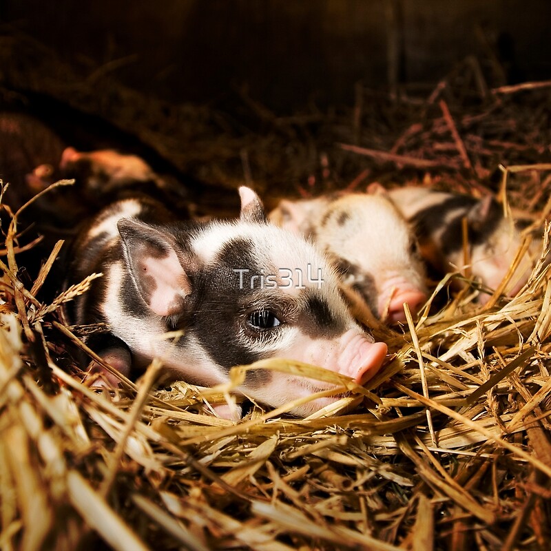 Pictures Of Pigs To Print. Miniature Pigs by Tristan