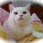 GingerRose