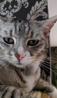 Katztora