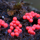 Fungimap