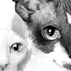 CatsArt-BiHoff