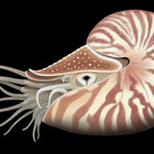 SeaMonstress