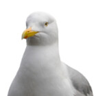 Blixemi