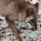 taiyakifox