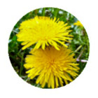 NatureOnItems