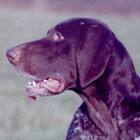gundogpic