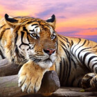 anonymoustiger