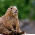 brownbeaver2414