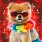 Pokkie