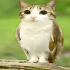 Cunfuzzeld