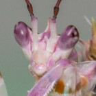 arakhneia