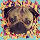 Pug-love