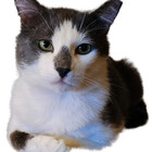 All-the-cat5